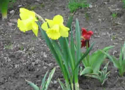 Жёлтые нарциссы - красные тюльпаны