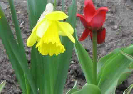 Нарцисс и тюльпан