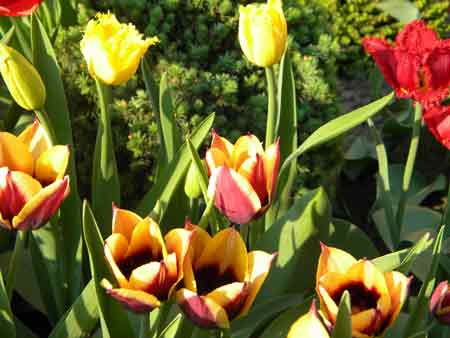 Тюльпаны в хвойниках